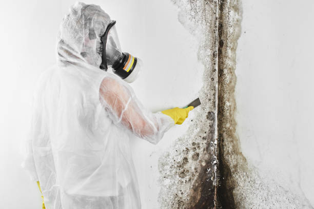 Best DIY Mold Remediation Support Services in Jones Creek, TX