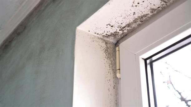 Best Post-Flood Mold Remediation in Jones Creek, TX