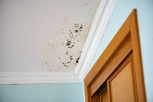 Best Mold Remediation for Schools in Jones Creek, TX