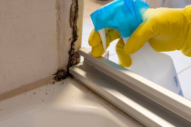Best Bathroom Mold Remediation in Jones Creek, TX