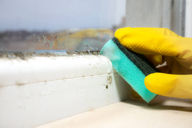 Best Industrial Mold Remediation in Jones Creek, TX