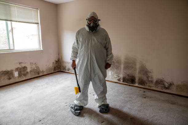 Professional Mold Remediation in Jones Creek, TX