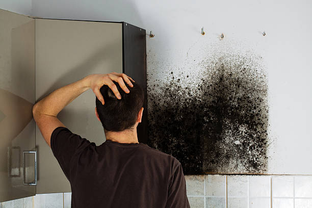 Best White Mold Remediation in Jones Creek, TX