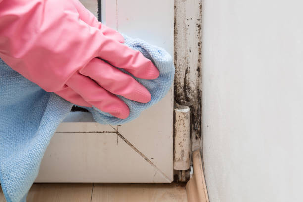 Best Kitchen Mold Remediation in Jones Creek, TX